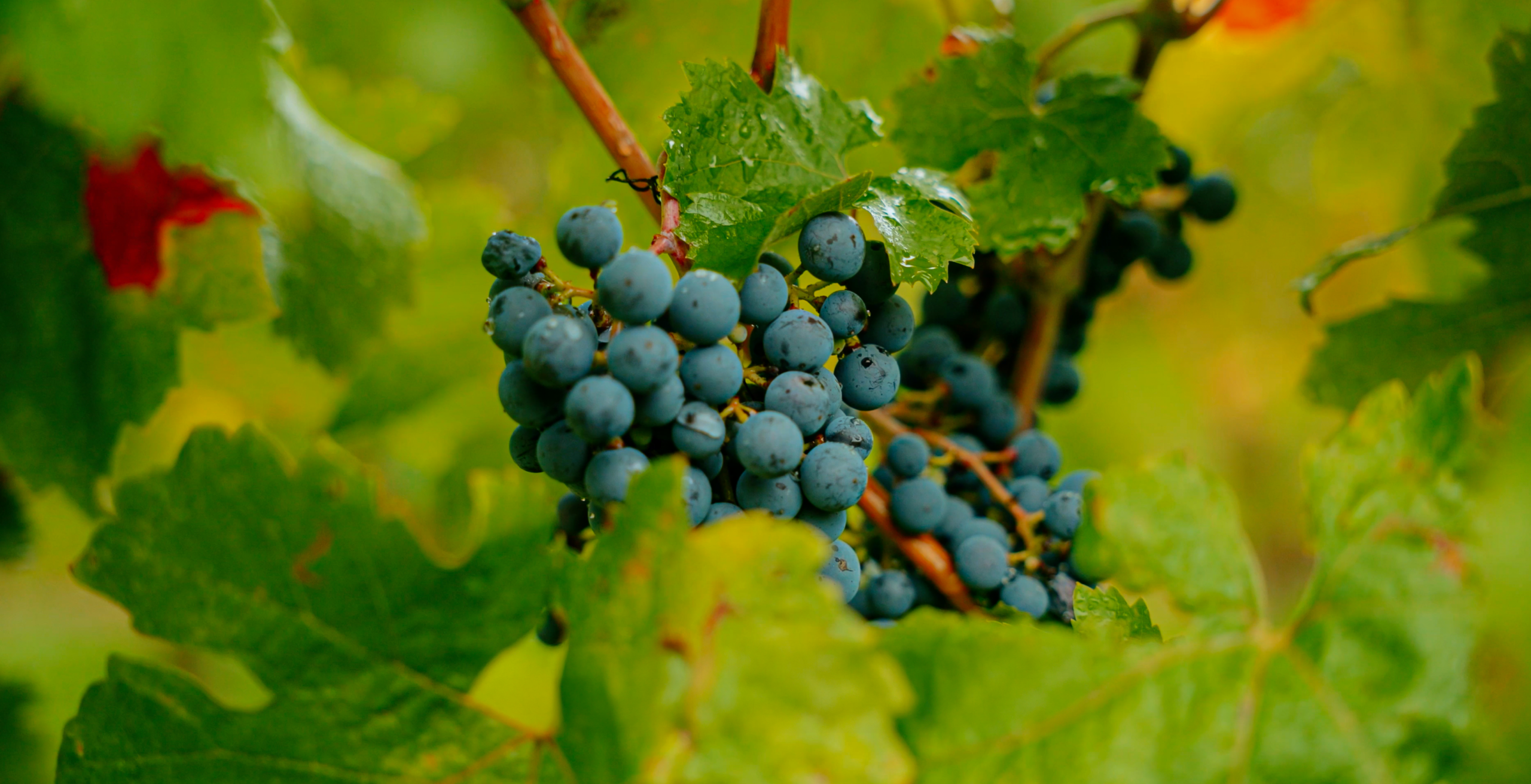 HYUNDAI x LES FOULÉES 3